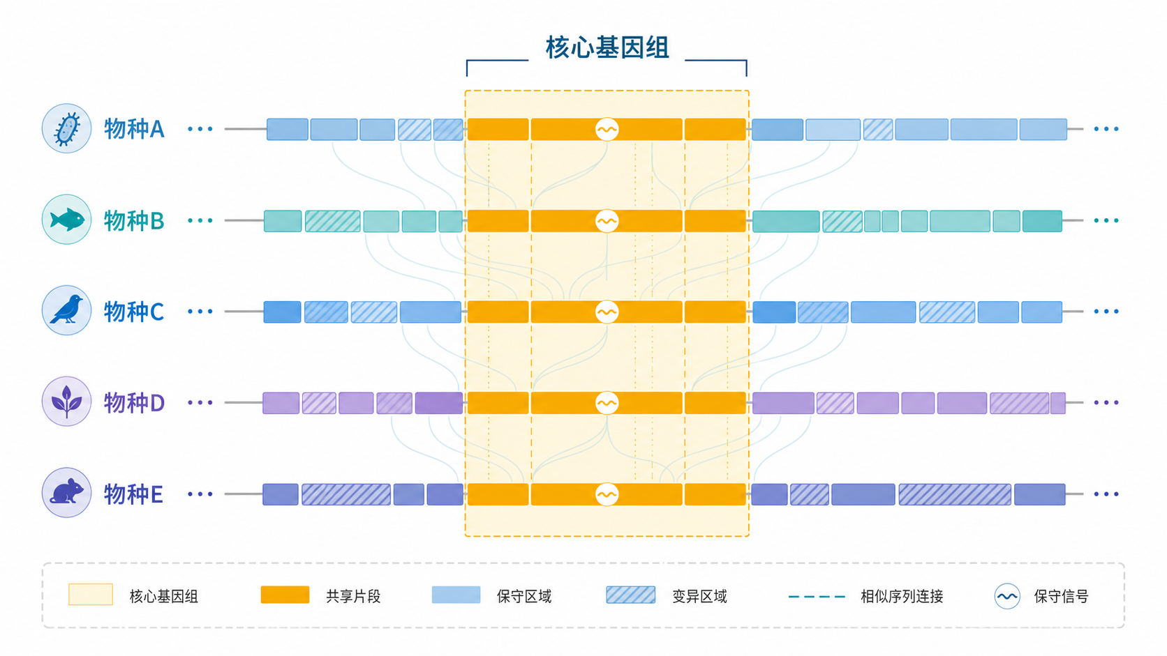 展示多物种基因组比对与保守区域示意图,突出核心基因组在不同物种中的共享片段与保守信号。