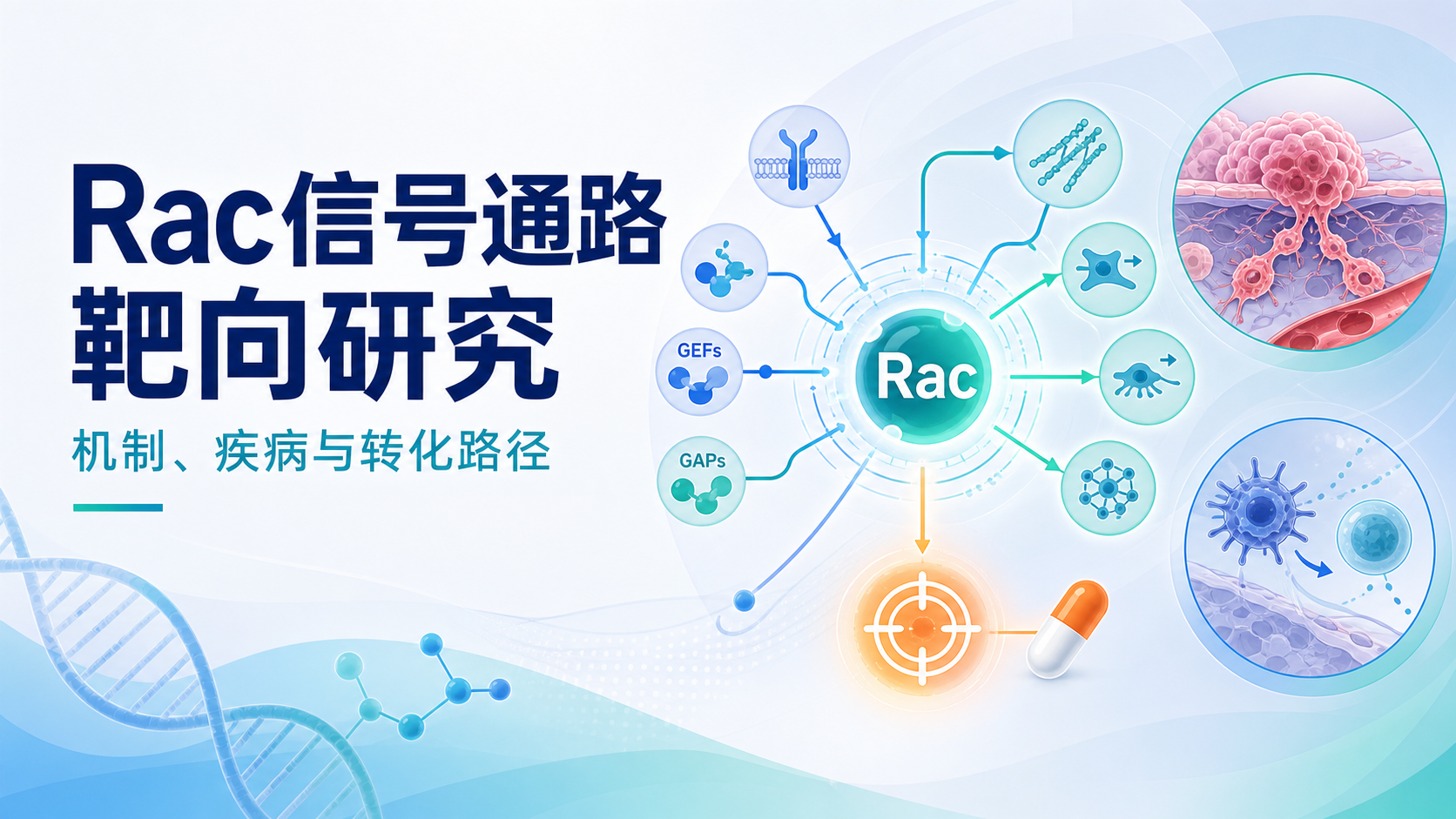 Rac信号通路靶向治疗研究前景