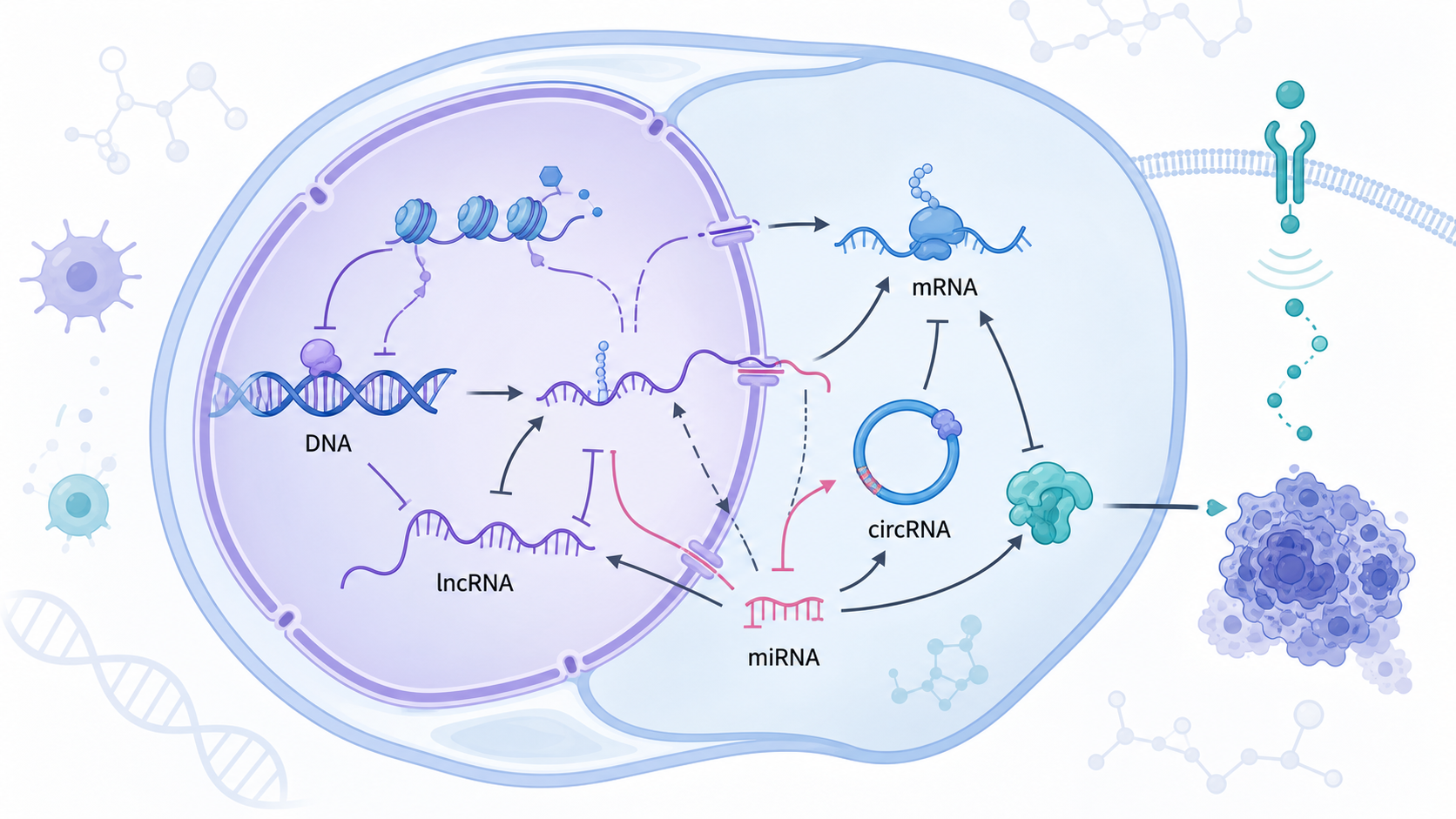癌症细胞内多层级调控网络示意图，包含DNA、mRNA、lncRNA、circRNA、miRNA之间的连接关系，风格简洁专业。