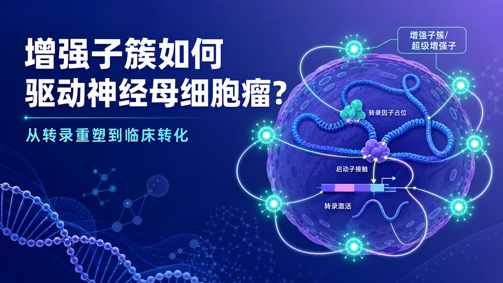 增强子簇驱动神经母细胞瘤进展的分子机制解析