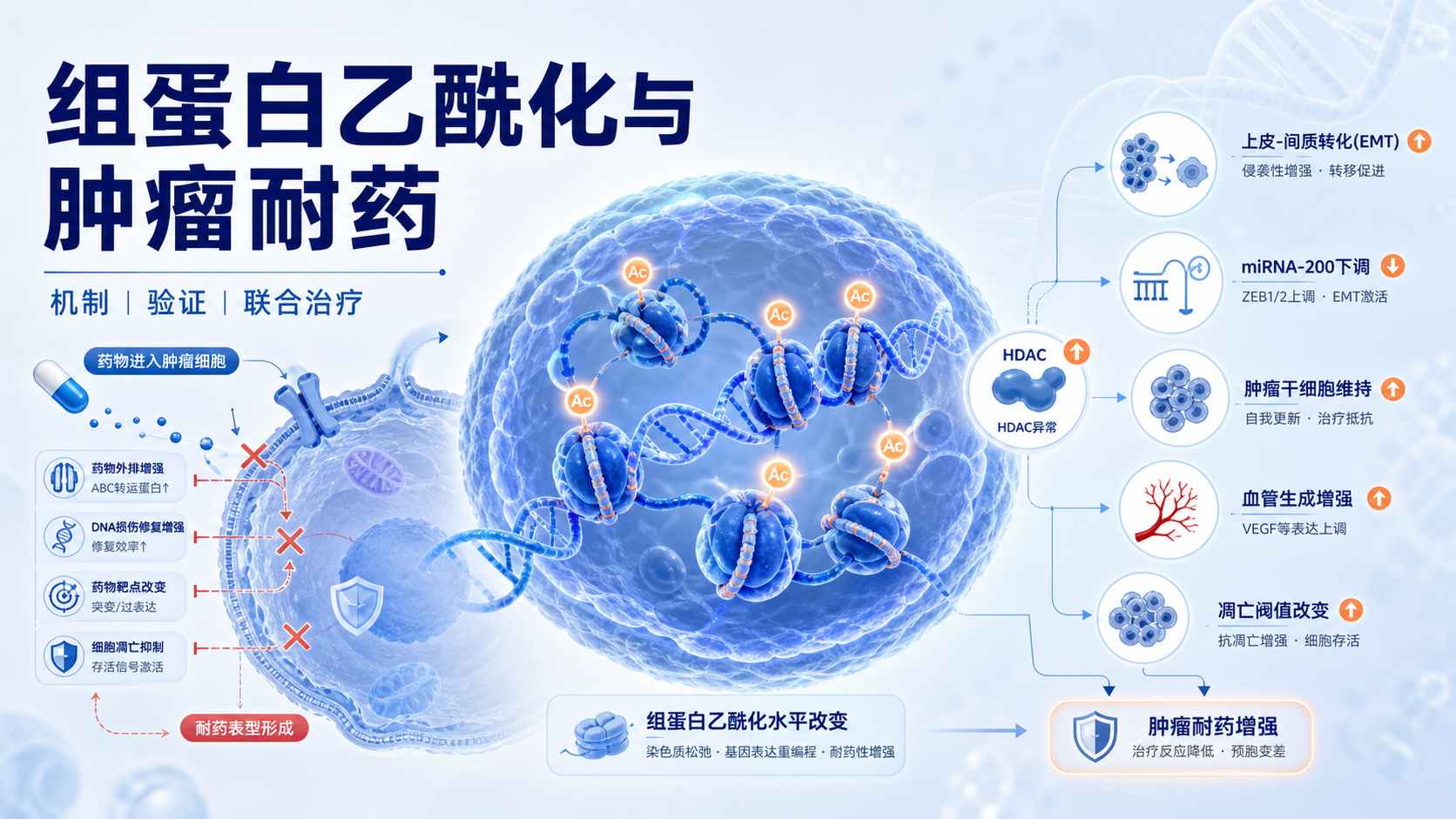 从分子到临床:组蛋白乙酰化与肿瘤耐药性研究