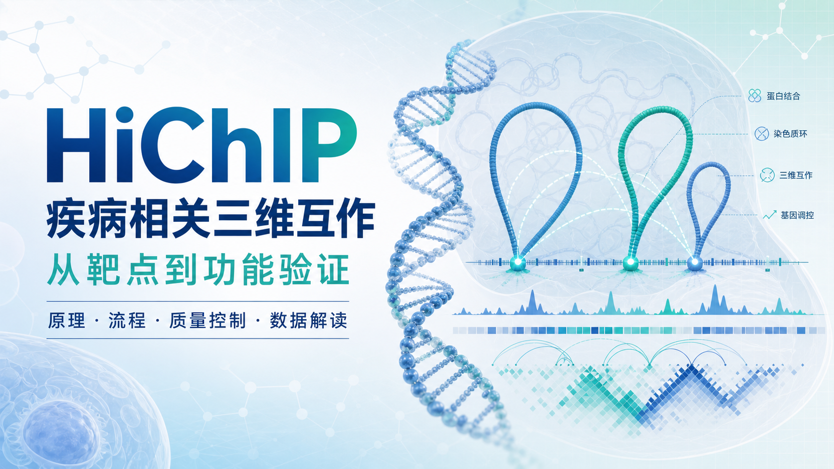 HiChIP解析疾病相关靶向染色质互作新策略