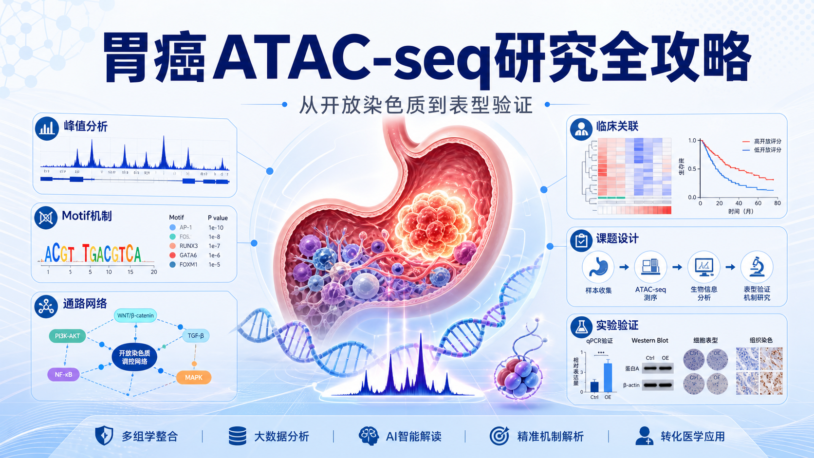 ATAC-seq鉴定开放染色质驱动胃癌表型的机制解析