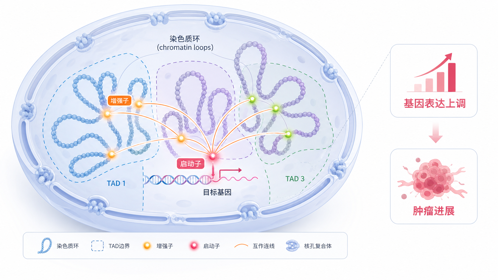 肿瘤细胞核内染色质环、TAD分区与增强子-启动子互作的示意图，旁边标注基因表达上调与肿瘤进展