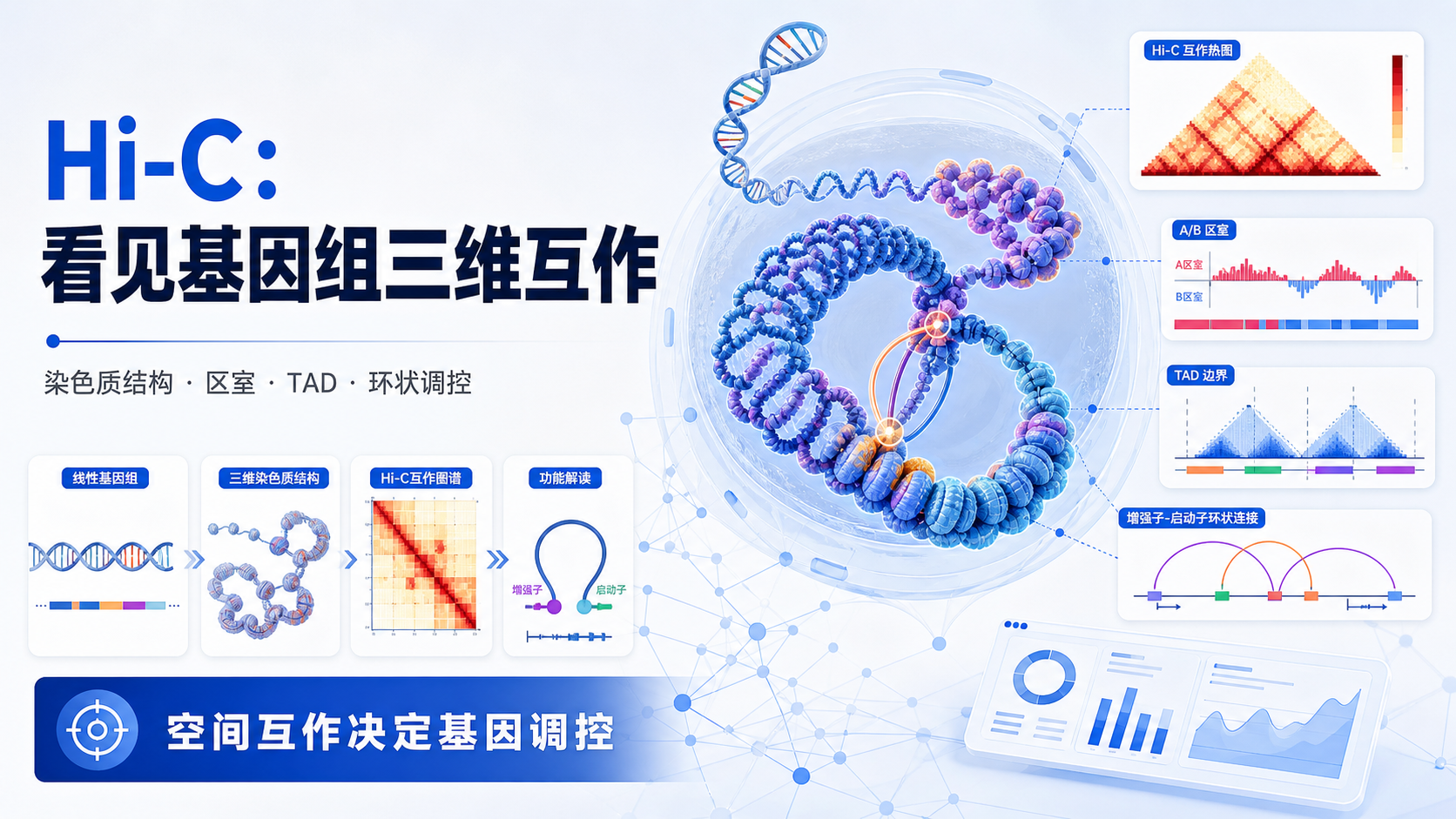 Hi-C新技术解析染色质空间互作与基因调控