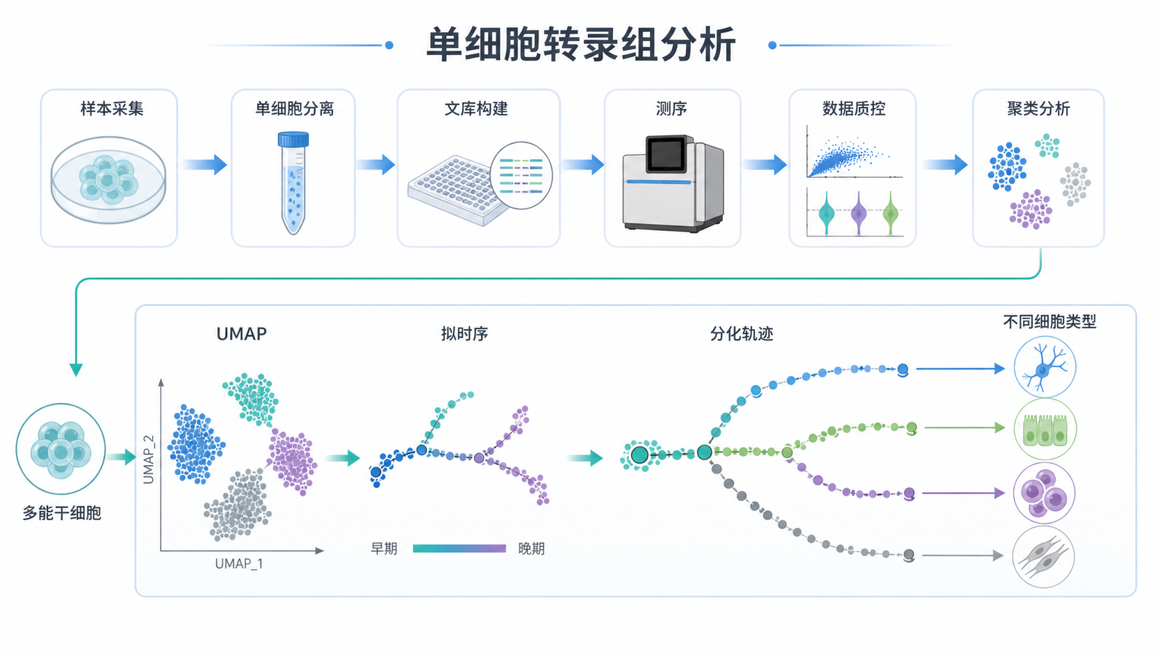 单细胞转录组分析流程图，展示从多能干细胞到不同分化细胞类型的轨迹分支，配合UMAP/拟时序路径示意图。