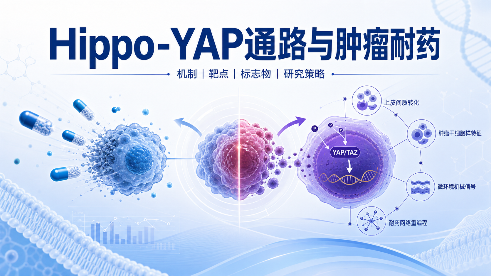 聚焦Hippo-YAP通路：肿瘤耐药机制与临床靶向新策略
