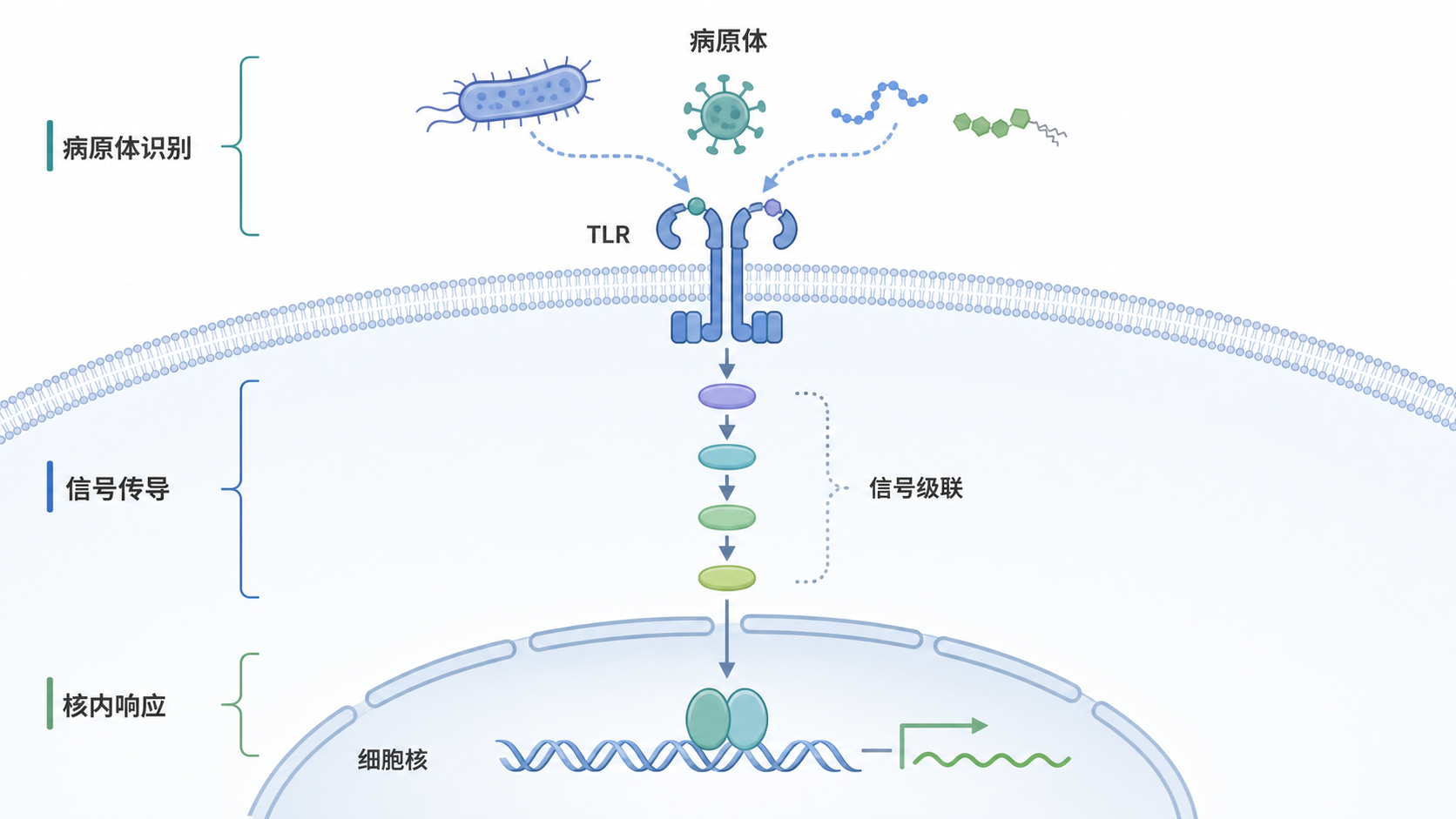 先天免疫细胞表面的TLR受体识别病原体，随后触发细胞内信号级联并进入细胞核的机制示意图