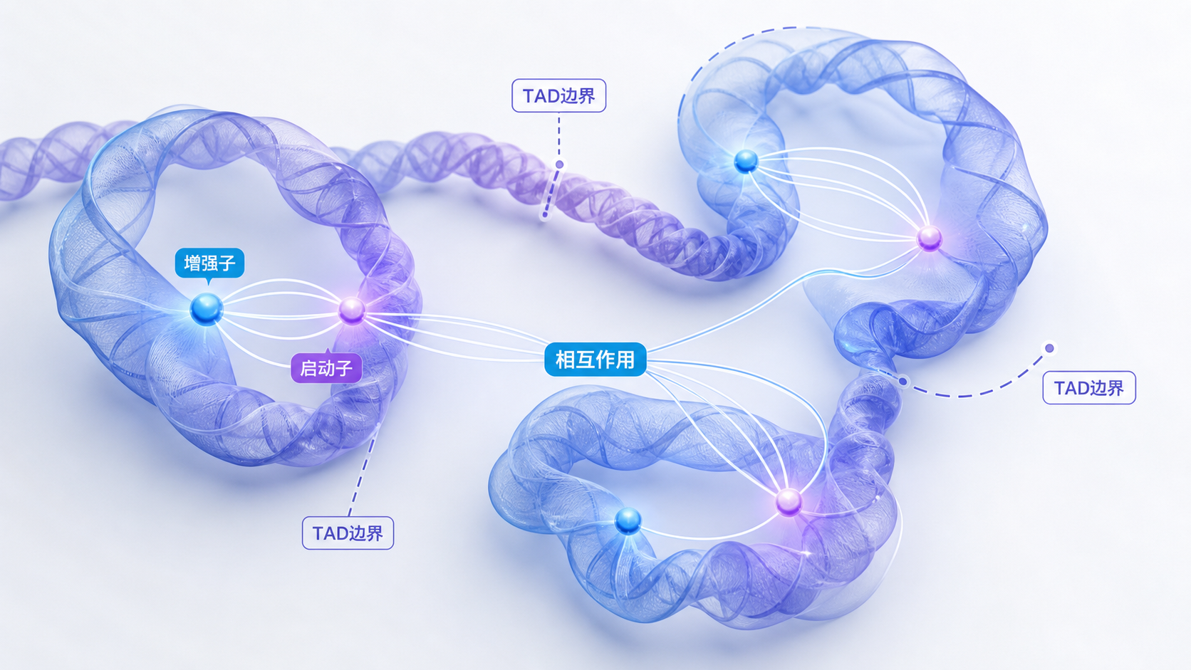 三维染色质折叠示意图,显示TAD边界、增强子与启动子在空间中相互作用的关系