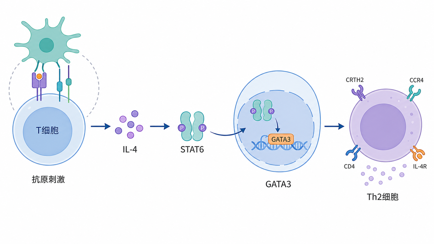 Th2细胞分化示意图,展示T细胞在抗原刺激后经IL-4、STAT6、GATA3轴向Th2方向分化的流程图