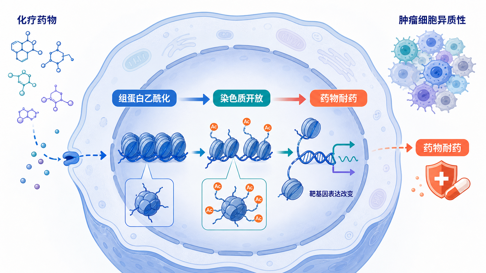 肿瘤细胞核内组蛋白乙酰化、染色质开放与药物耐药关系的示意图，背景可加入化疗药物和肿瘤细胞异质性元素