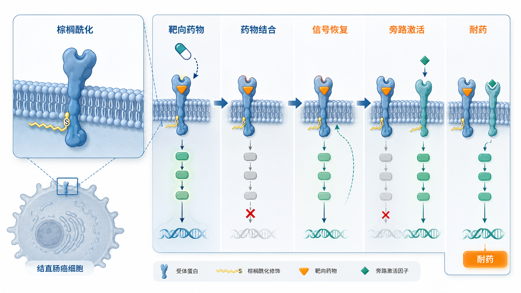 结直肠癌细胞膜上受体蛋白发生棕榈酰化修饰，旁边显示靶向药物结合后逐渐出现耐药的机制示意图
