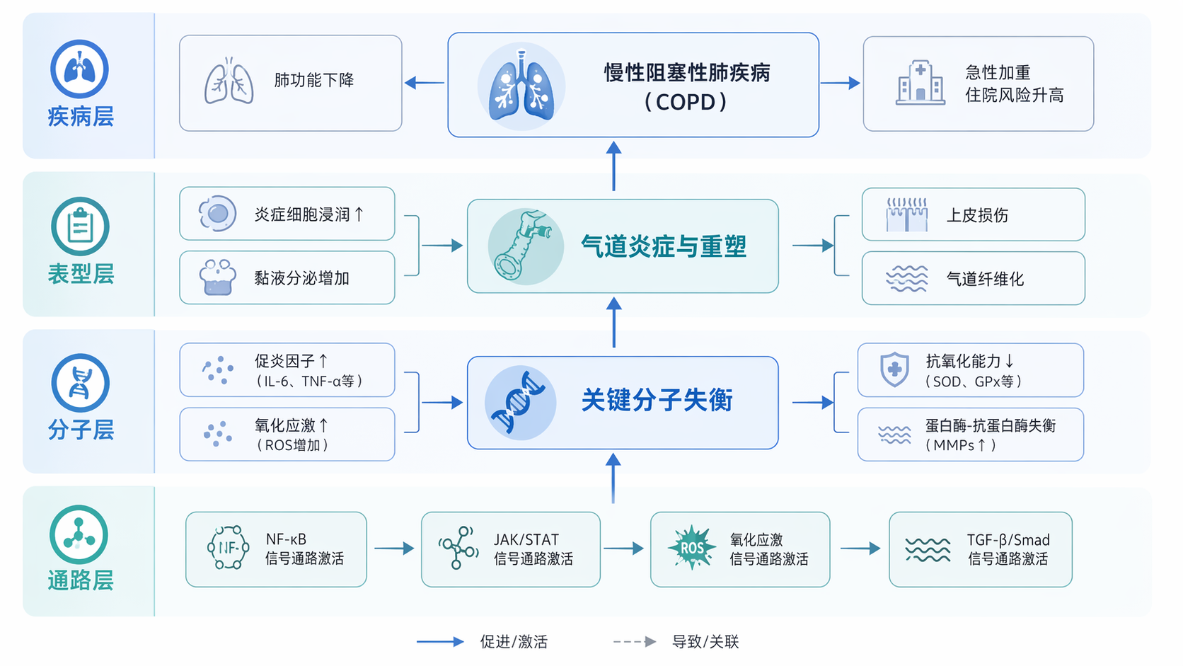 一张规范的SCI机制图示意图，包含疾病、表型、分子和通路四个层级，风格简洁、配色统一、箭头清晰