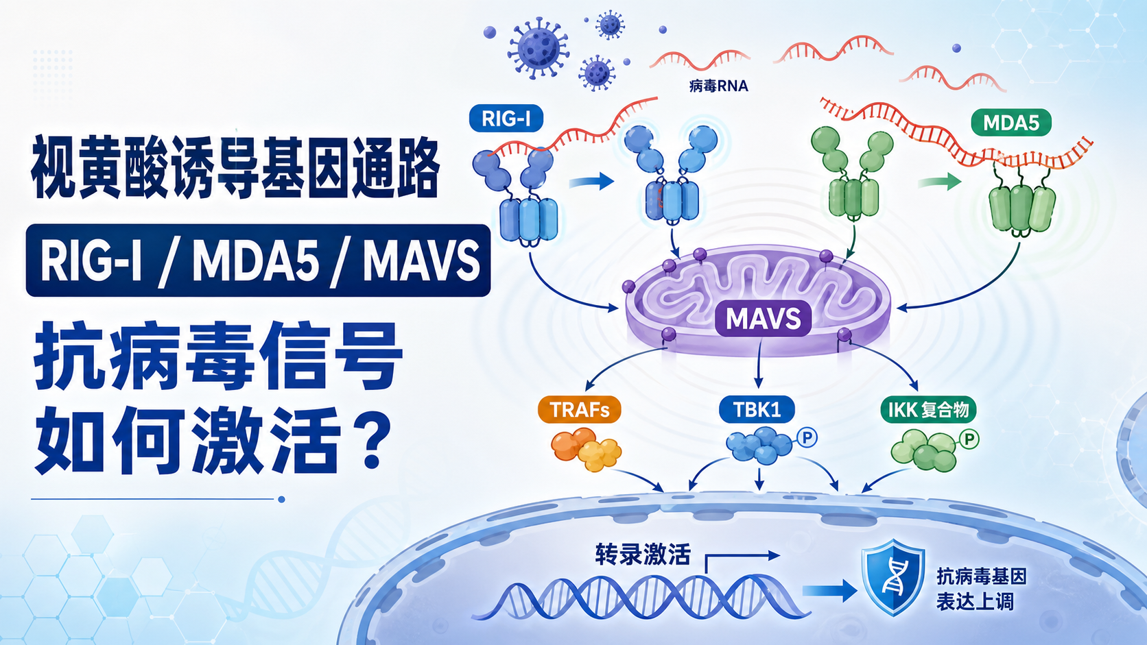 从RIG-I到MAVS：视黄酸诱导基因通路的信号转导与功能