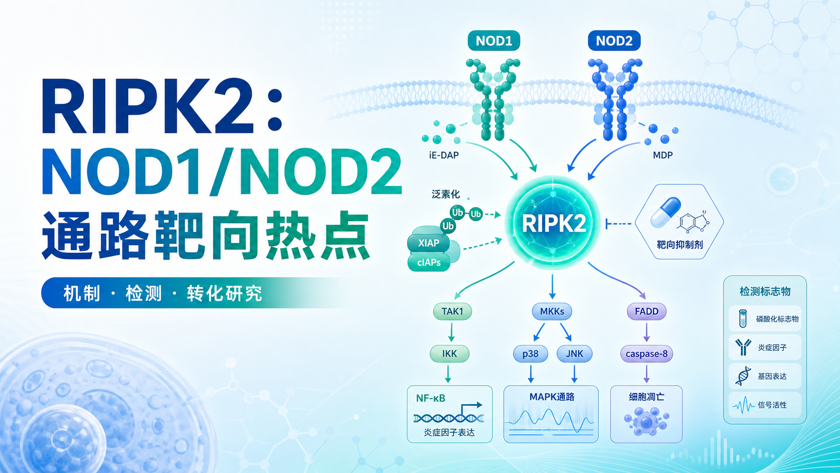 NOD1/NOD2信号调控新视角：RIPK2激酶靶向策略