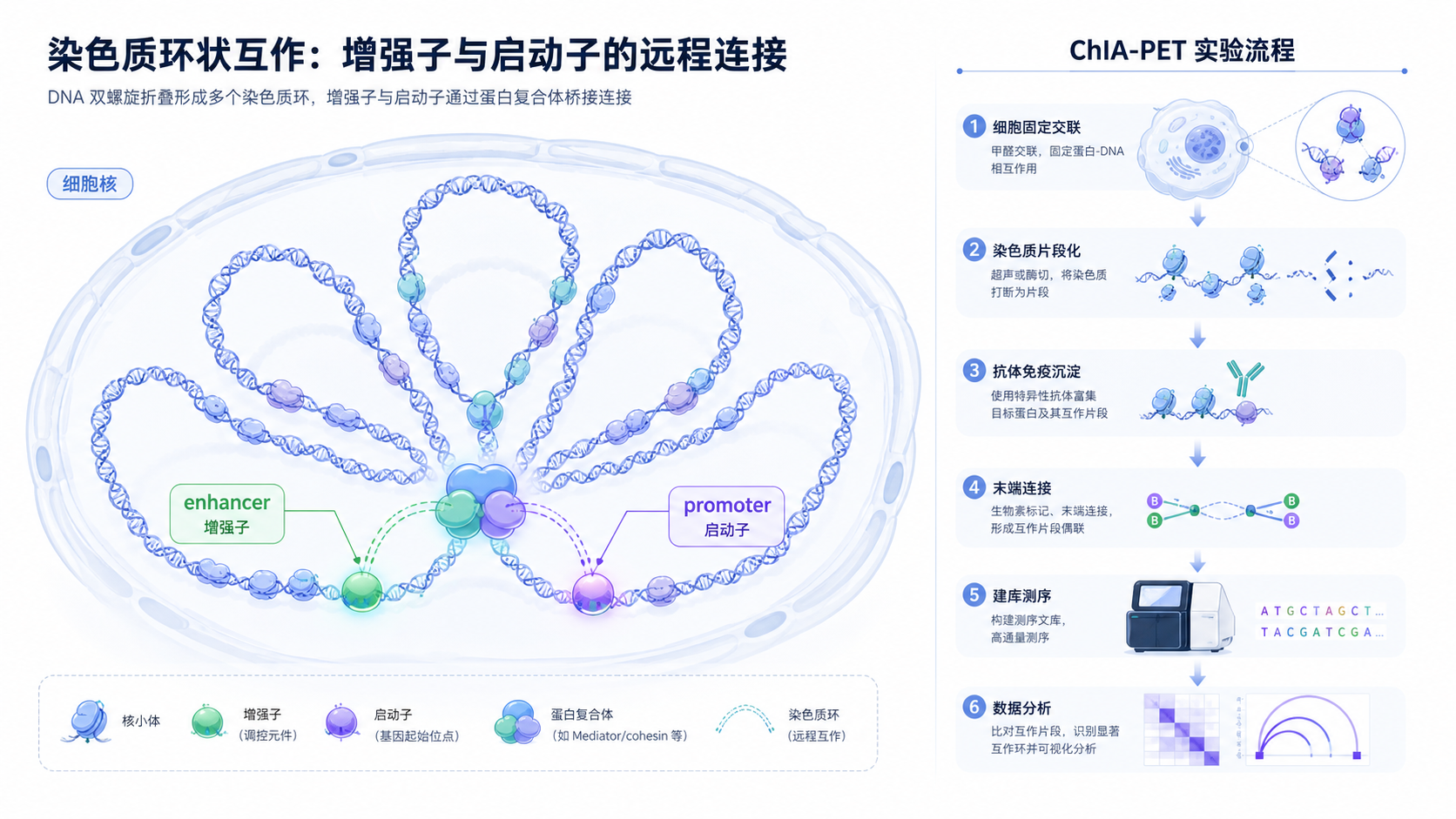 细胞核内染色质环状互作示意图，突出增强子与启动子之间的远程连接，以及ChIA-PET实验流程简图