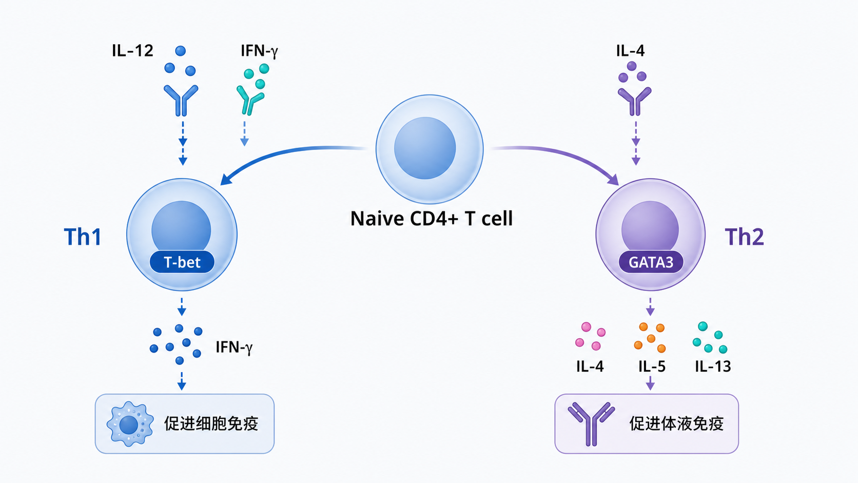 Th1与Th2细胞分化示意图,展示Naive CD4+ T细胞在不同细胞因子刺激下走向Th1或Th2,并标出疾病相关表型