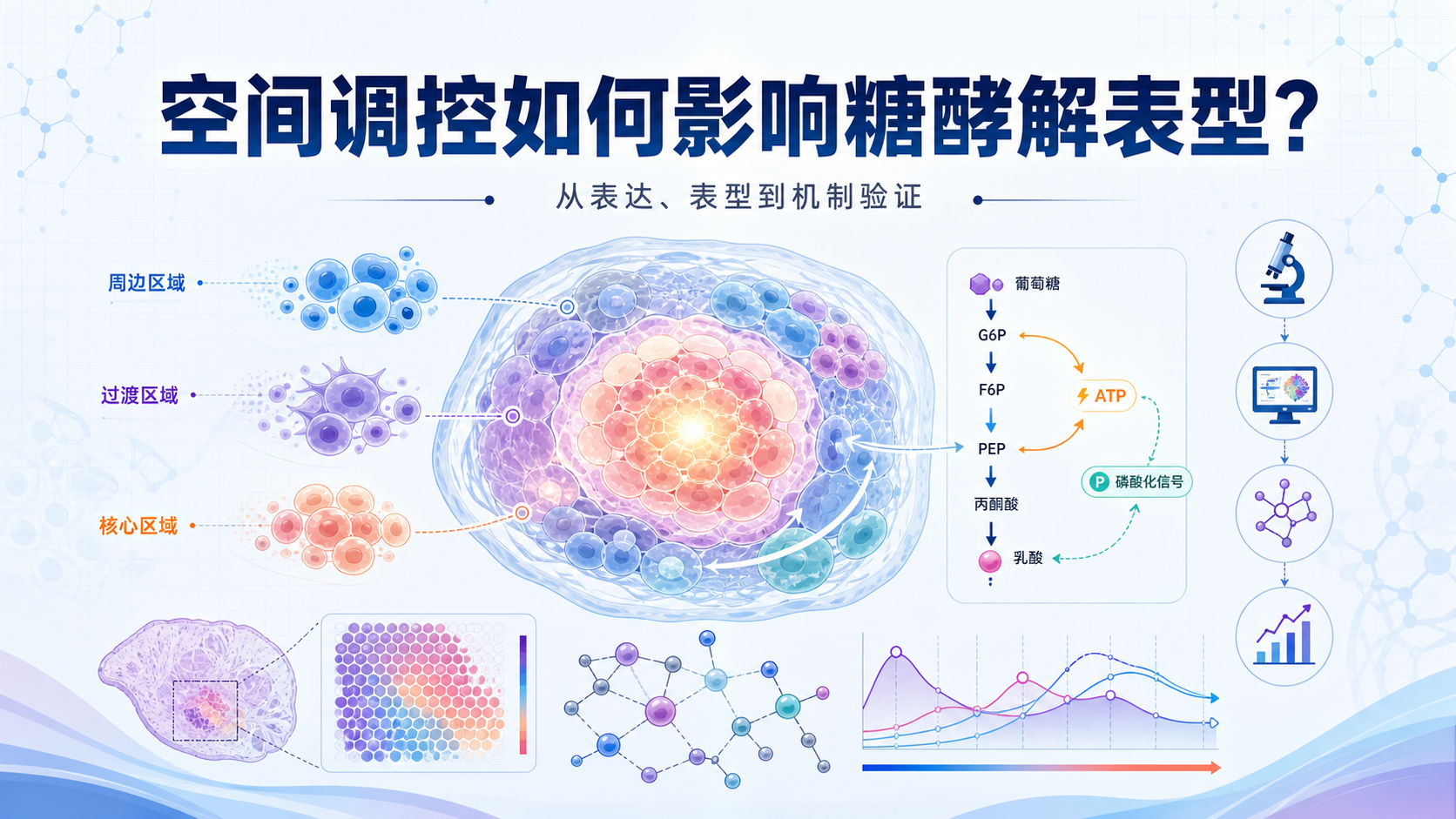 空间调控机制驱动糖酵解表型:实验标志物与通路验证