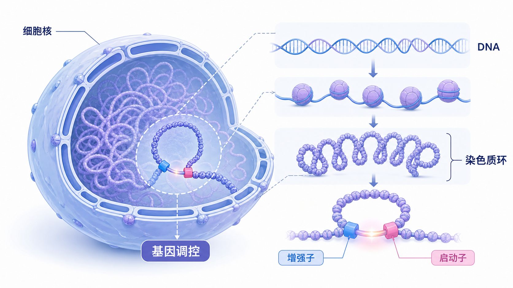细胞核三维结构示意图，展示DNA从线性链条折叠成染色质环，并连接增强子与启动子