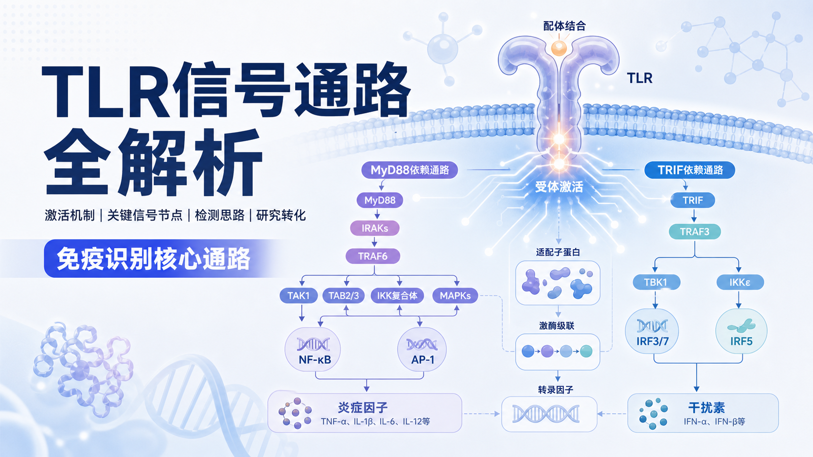 TLR信号通路:从识别病原到激活免疫的分子解析