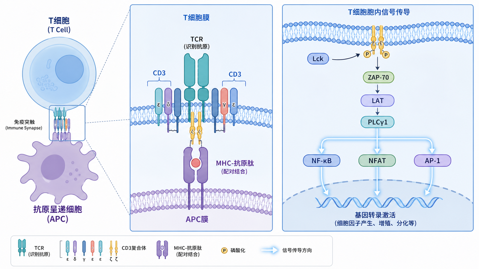 T细胞与抗原呈递细胞相互作用的示意图,标出TCR、MHC、CD3和下游信号分子。