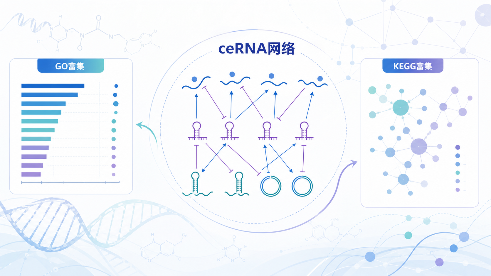 ceRNA网络示意图与GO、KEGG富集结果联动展示，背景为RNA分子互作和通路气泡图。