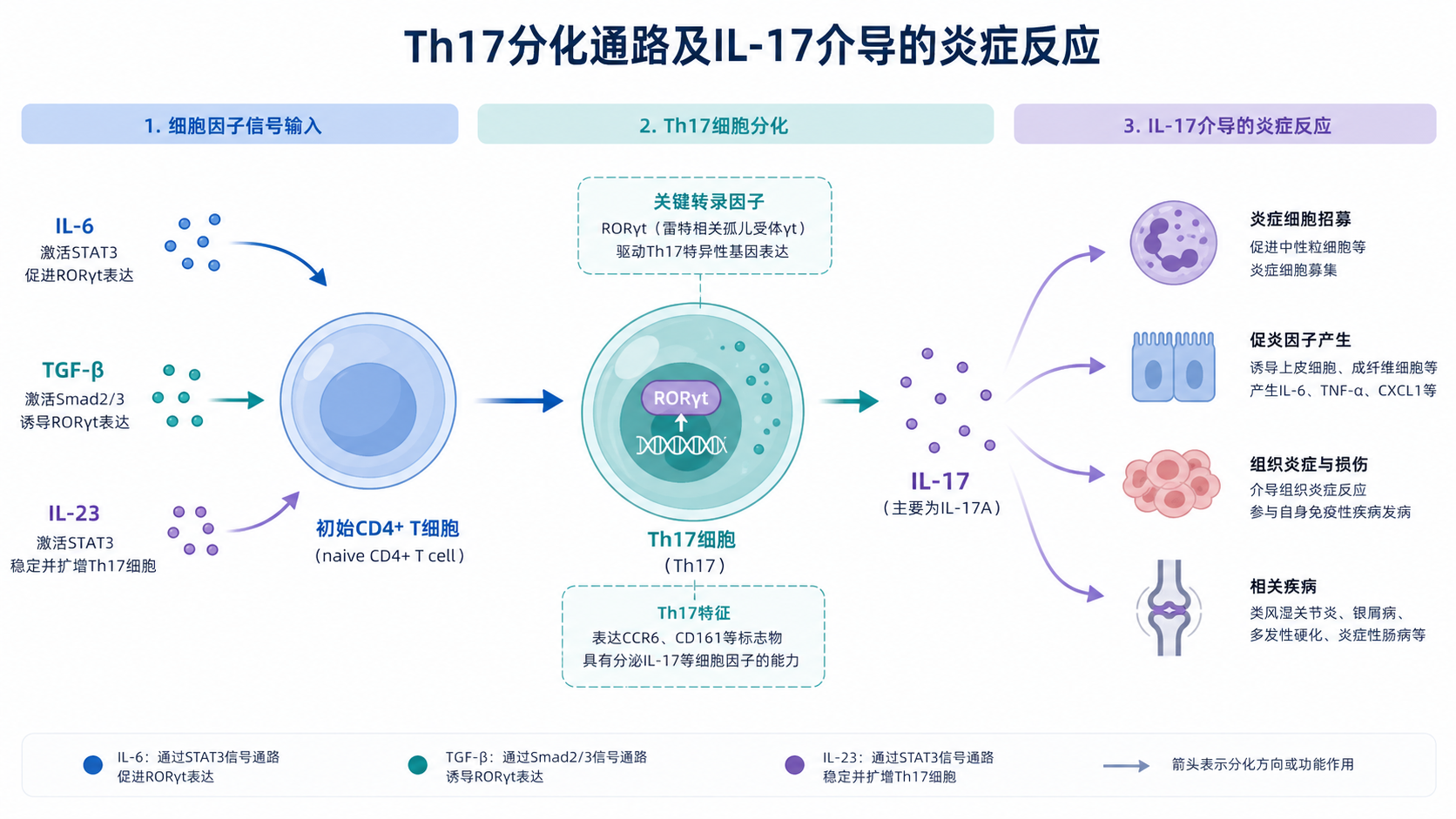 Th17分化通路示意图，展示初始CD4+T细胞在细胞因子刺激下分化为Th17，并连接IL-17介导的炎症反应与自身免疫疾病场景。