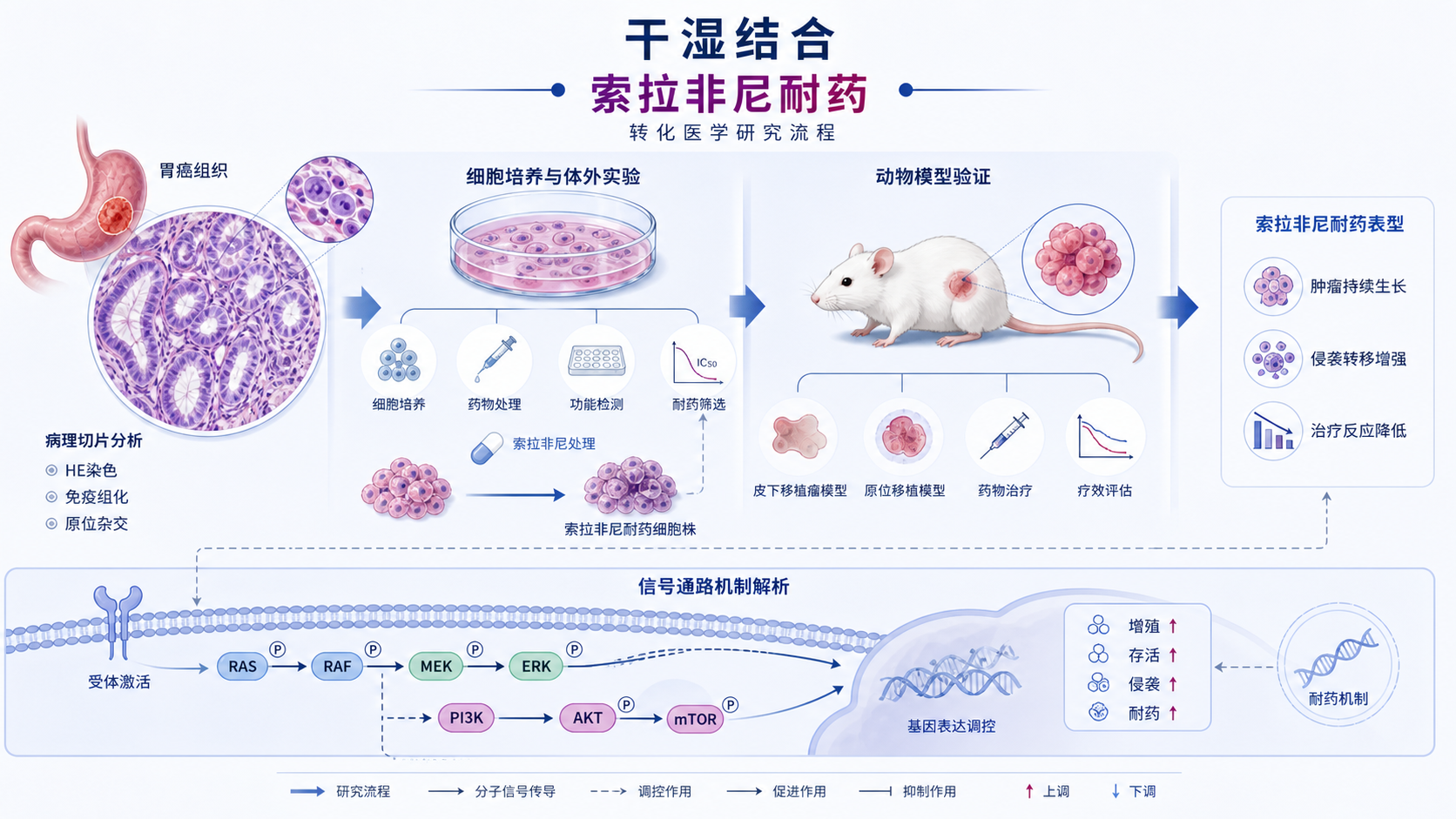 胃癌病理切片、细胞培养皿、动物模型和信号通路示意图拼接，突出“干湿结合”和“索拉非尼耐药”主题