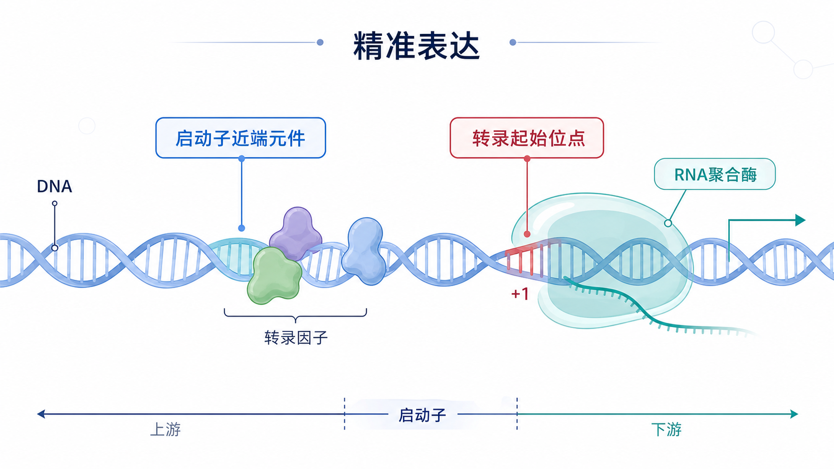一张DNA双螺旋与转录起始复合体示意图，突出启动子近端元件位于转录起始位点上游，旁边标注“精准表达”“组织特异性”“安全性”