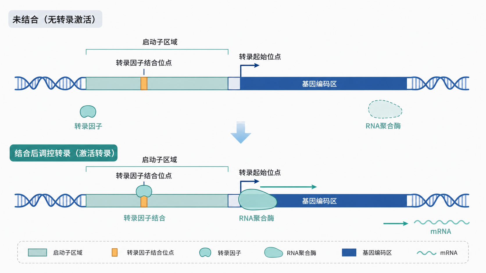 一张示意图,展示基因启动子区域、转录因子结合位点和转录因子结合后调控转录的过程,风格简洁专业。