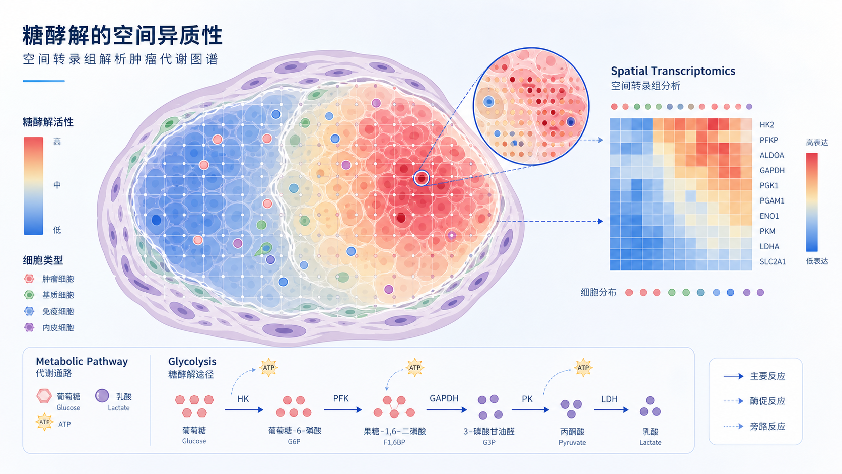 组织切片上不同区域的肿瘤细胞呈现不同糖酵解活性示意图,叠加空间转录组与代谢通路图标