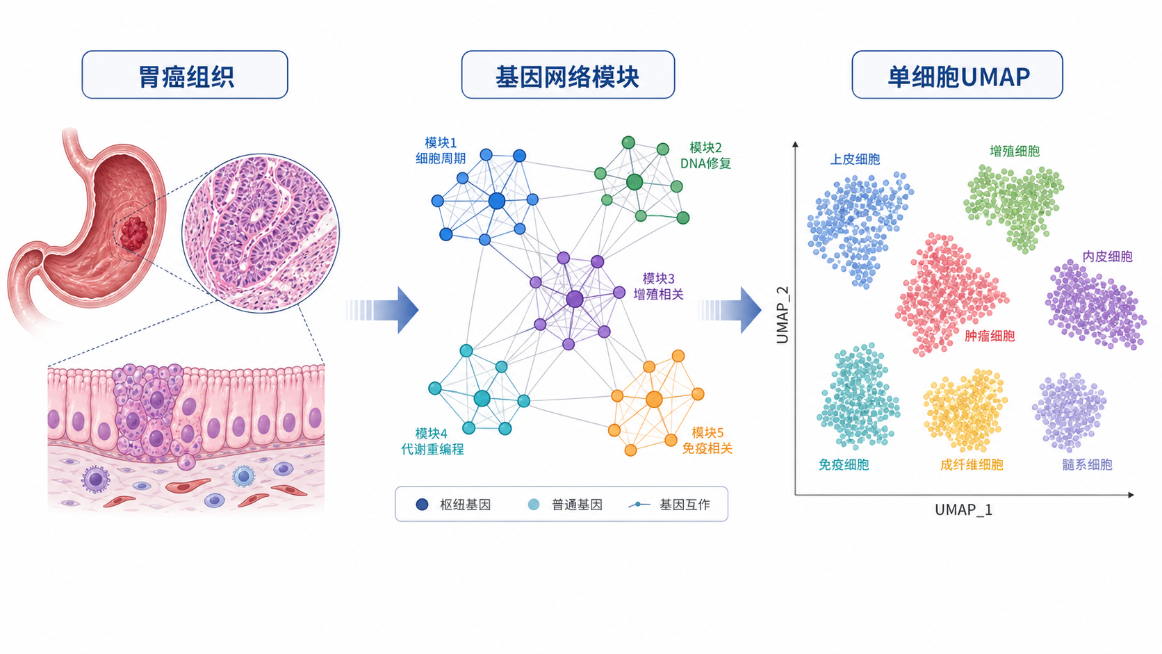 胃癌组织、基因网络模块图、单细胞UMAP三联图，突出“从整体到细胞”的研究路径。