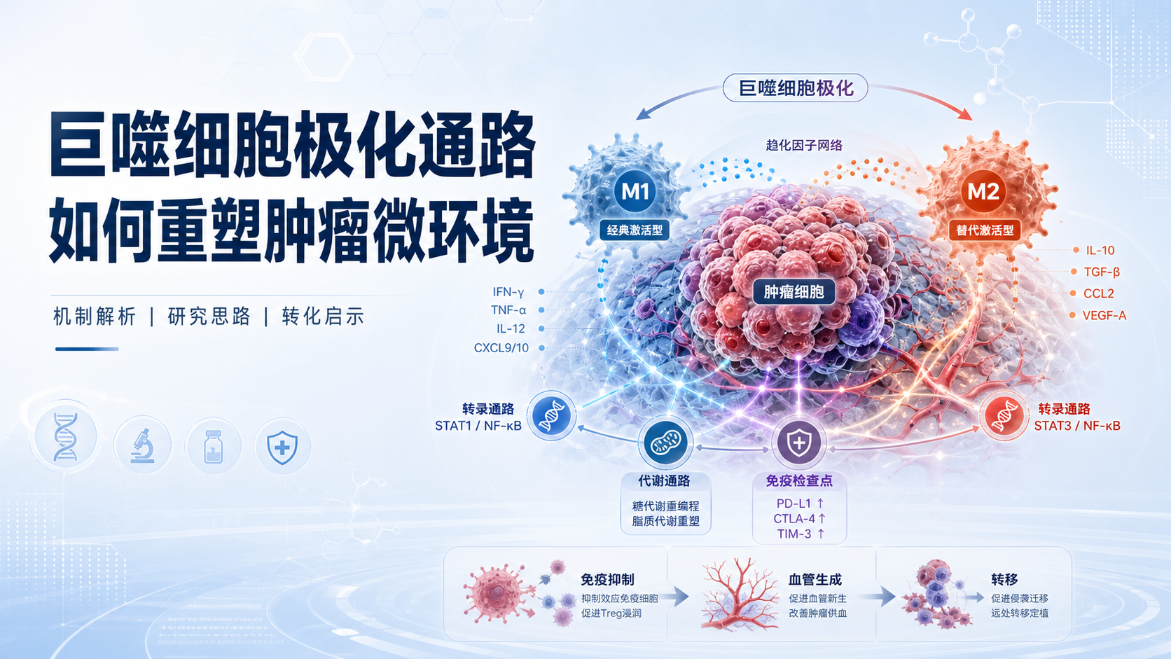 巨噬细胞极化通路调控肿瘤微环境新机制