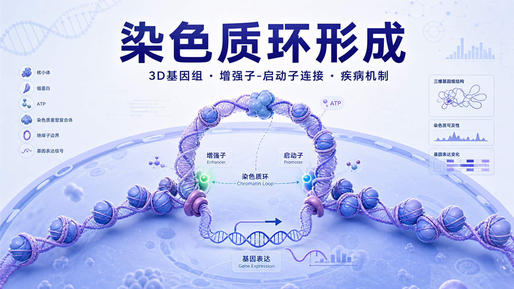 从结构到功能：染色质环的形成与转录调控