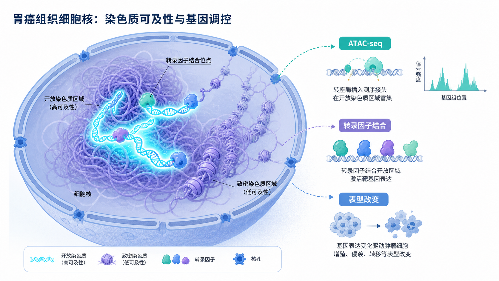 胃癌组织细胞核示意图，开放染色质区域高亮显示，旁边标注ATAC-seq、转录因子结合、表型改变
