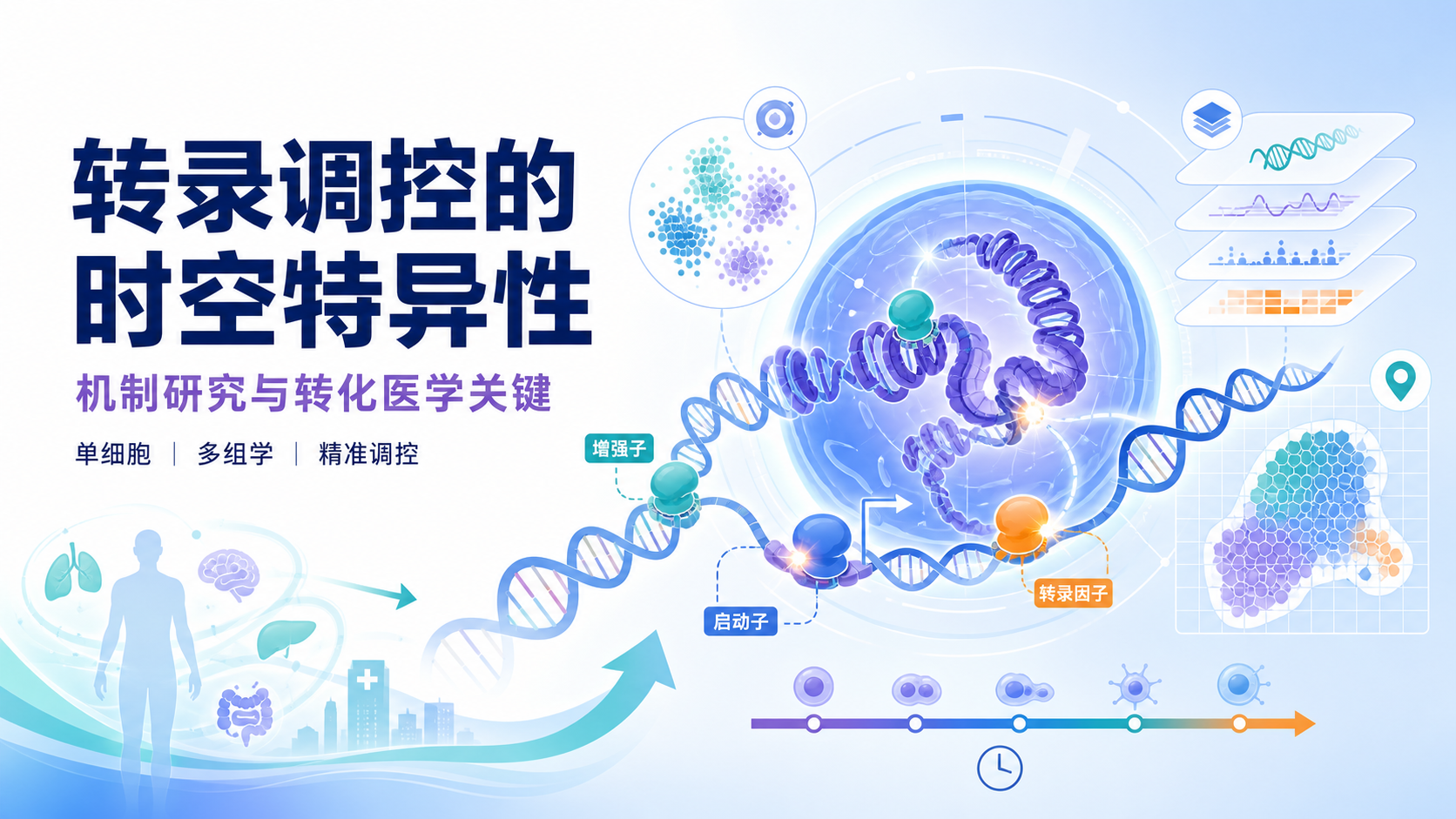 转录调控的时空特异性：从基础发现到转化医学突破