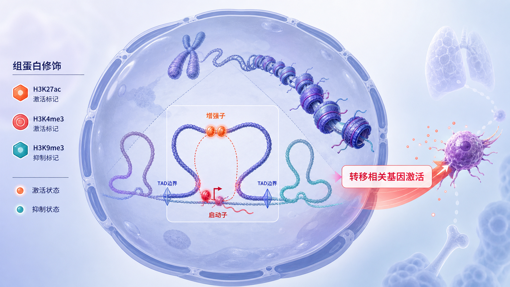 肿瘤细胞核内染色质三维结构示意图,突出TAD边界、组蛋白修饰标记与转移相关基因激活