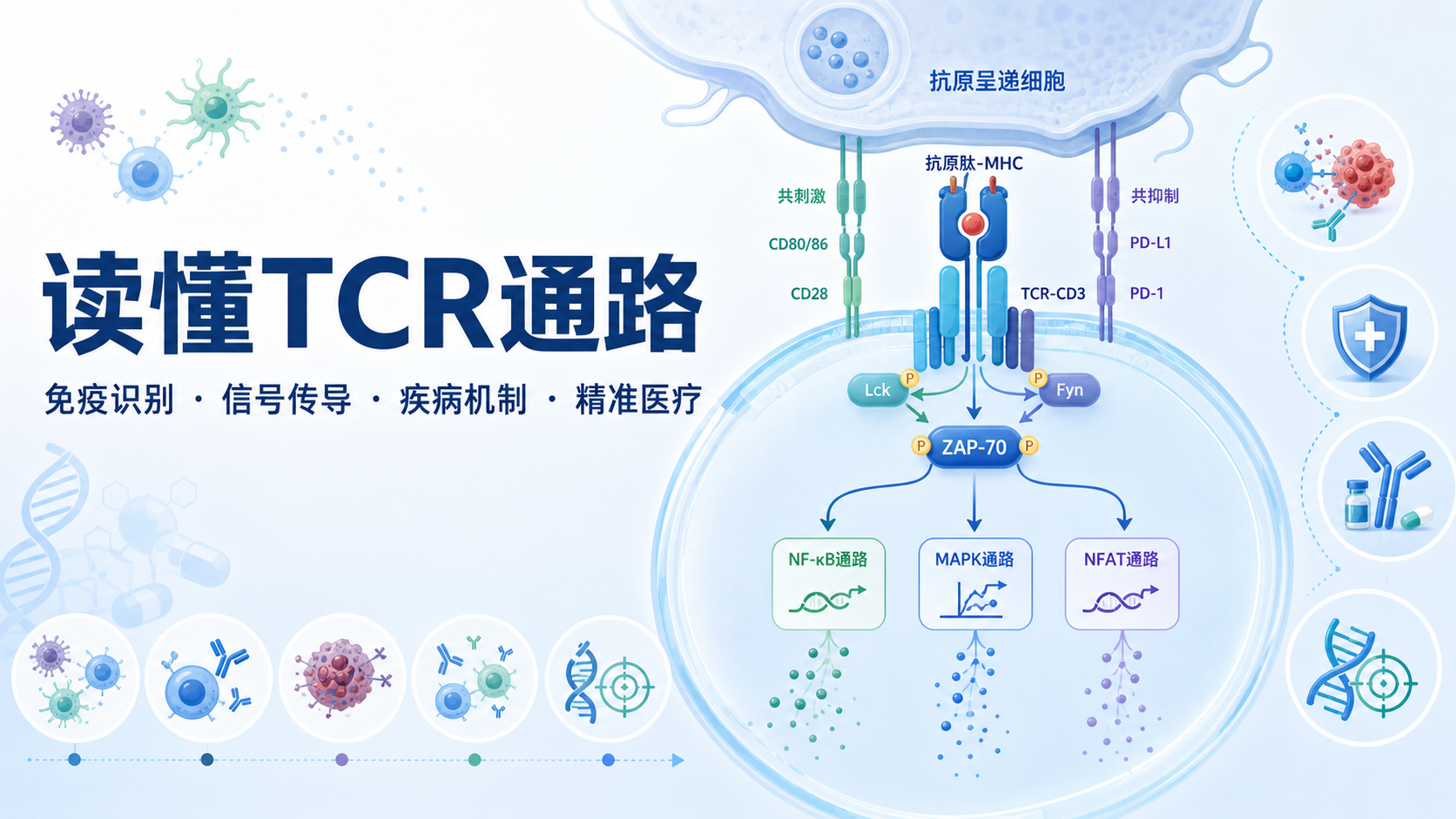 TCR通路与免疫应答：驱动精准医疗的未来方向