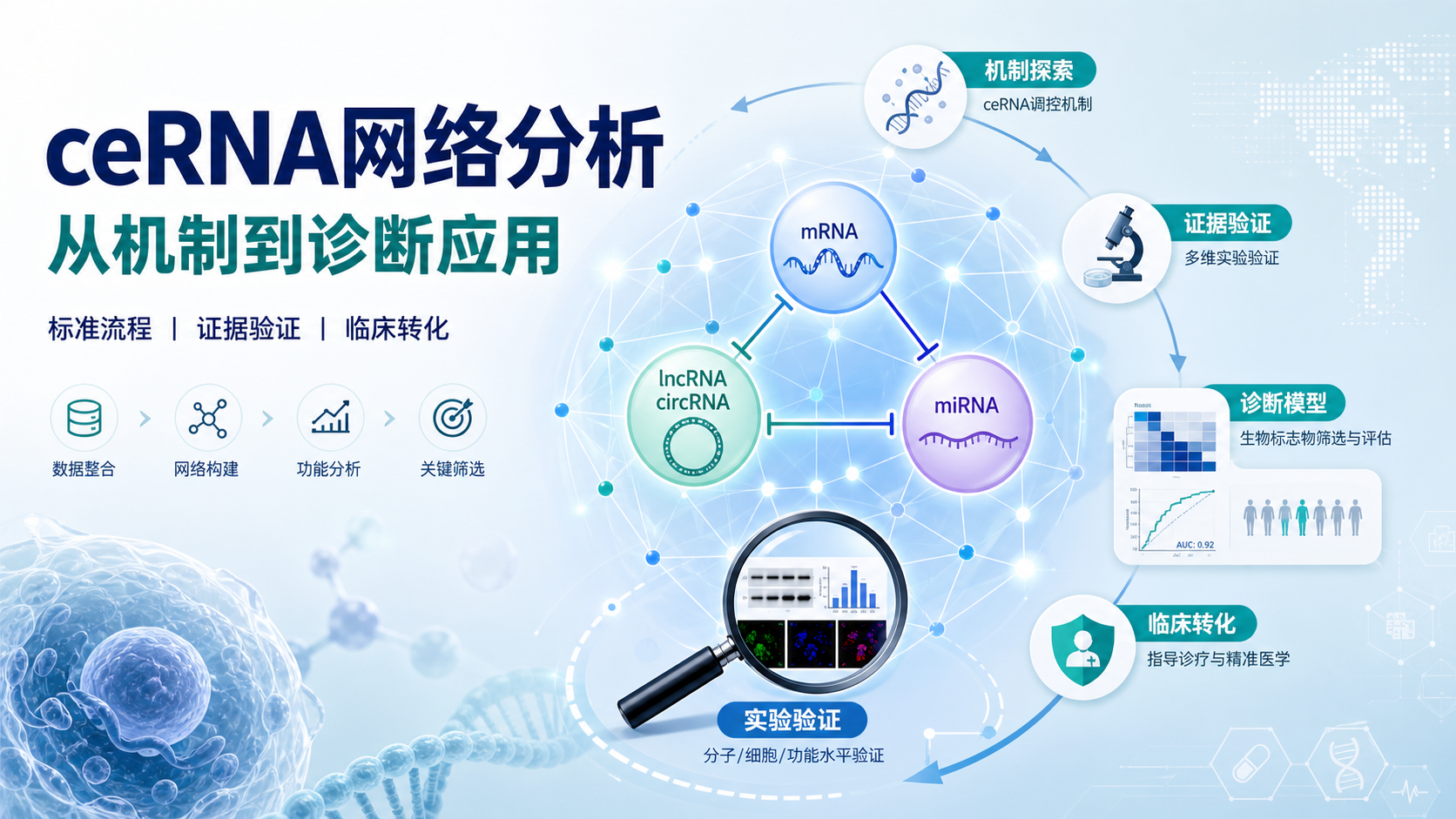 ceRNA网络揭秘:非编码RNA调控新机制与疾病诊断策略