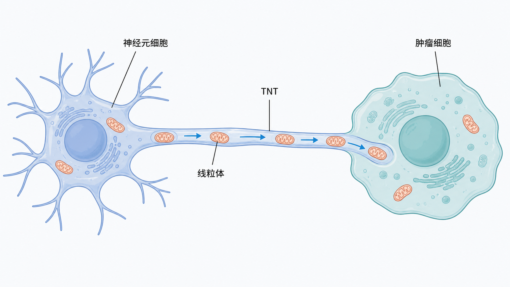 一张SCI机制图示意，展示神经元与肿瘤细胞之间通过TNT进行线粒体转运的整体框架，背景简洁，重点突出机制逻辑。