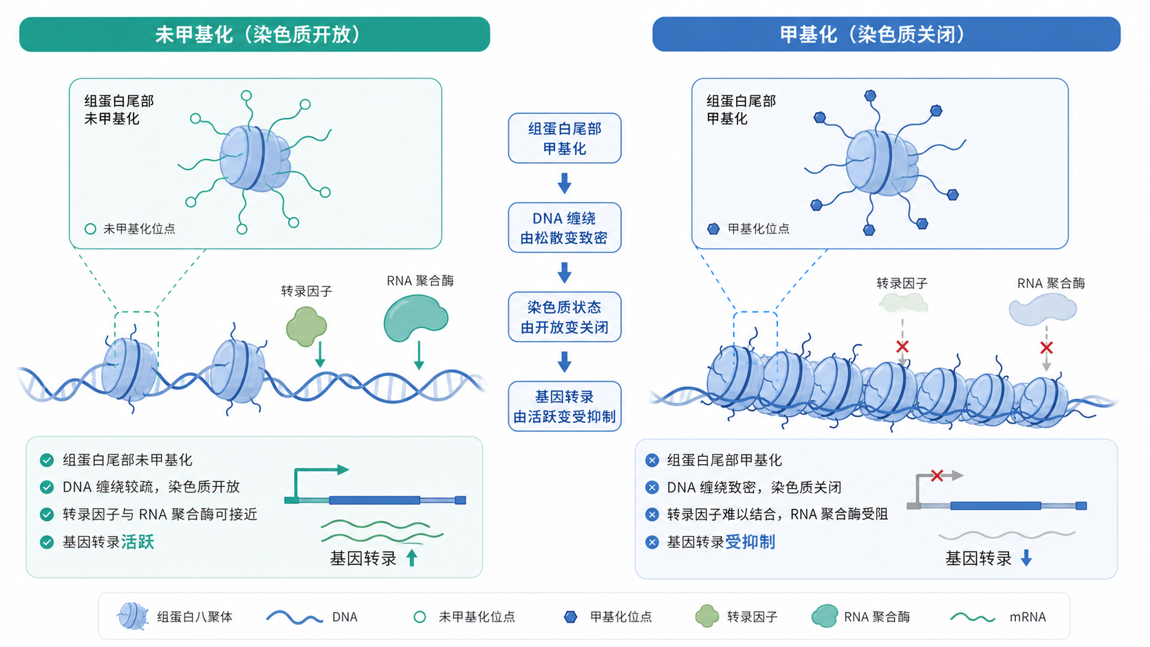 染色质结构示意图,展示组蛋白尾部甲基化后DNA松紧变化,以及基因转录活性改变的对比图