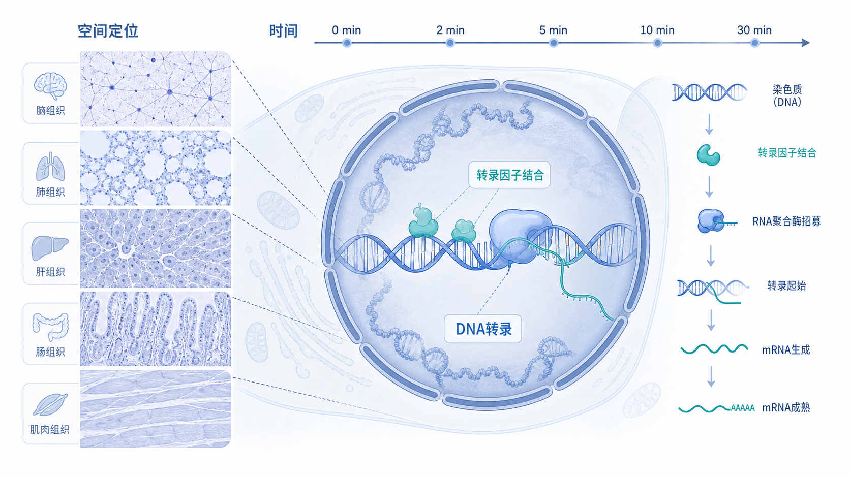 显微镜下不同组织切片与DNA转录示意图叠加,突出时间轴、空间定位和细胞核内转录因子结合场景