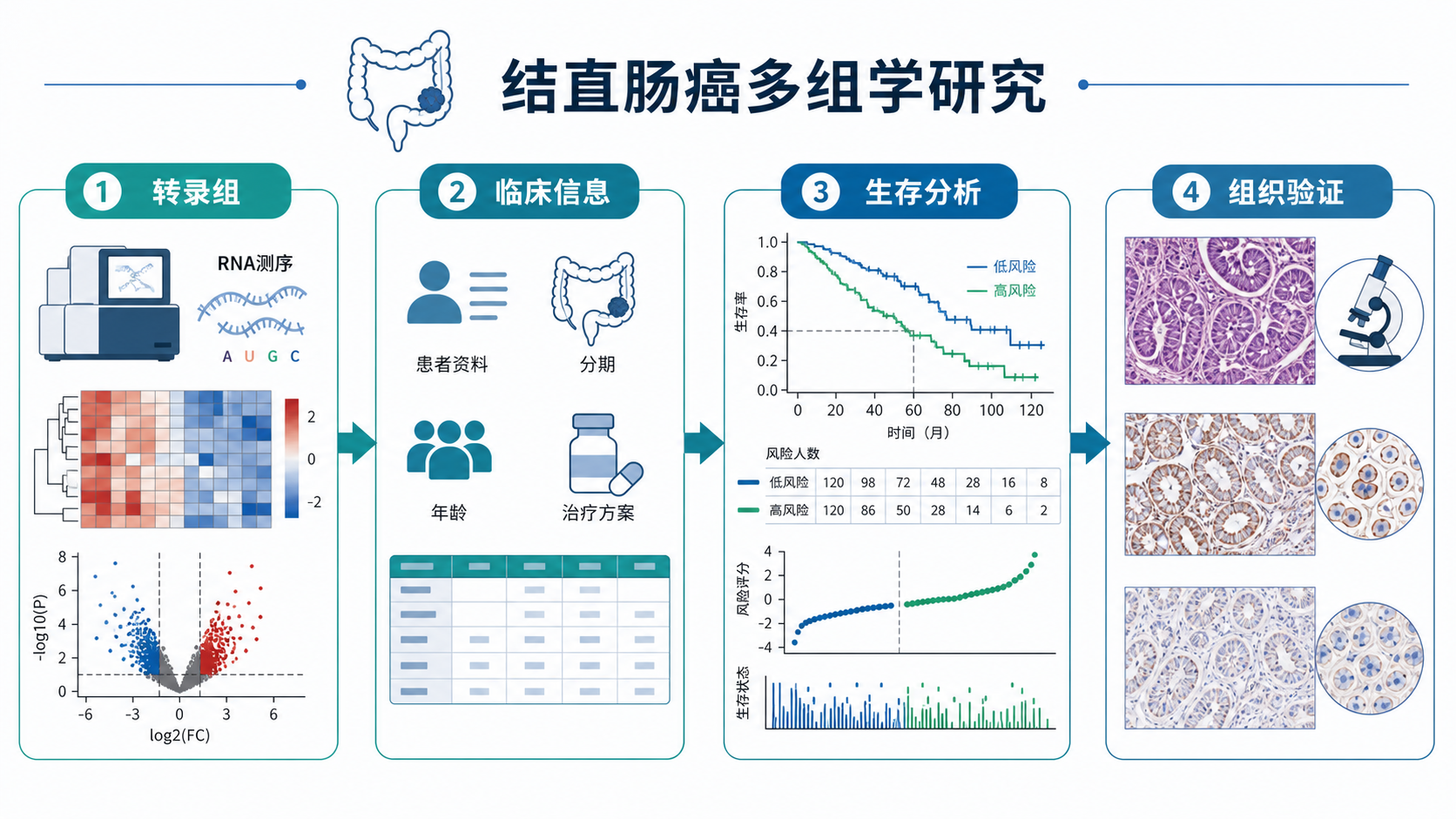 结直肠癌多组学研究流程图，包含转录组、临床信息、生存分析和组织验证四个模块，风格简洁专业。