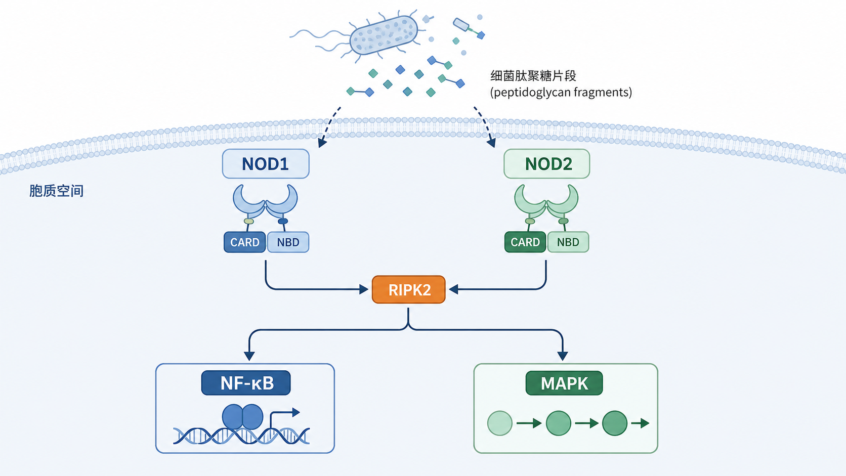 NOD1/NOD2受体识别胞内细菌肽聚糖片段，RIPK2位于下游连接NF-κB和MAPK信号的机制示意图，科研风格，扁平化结构图