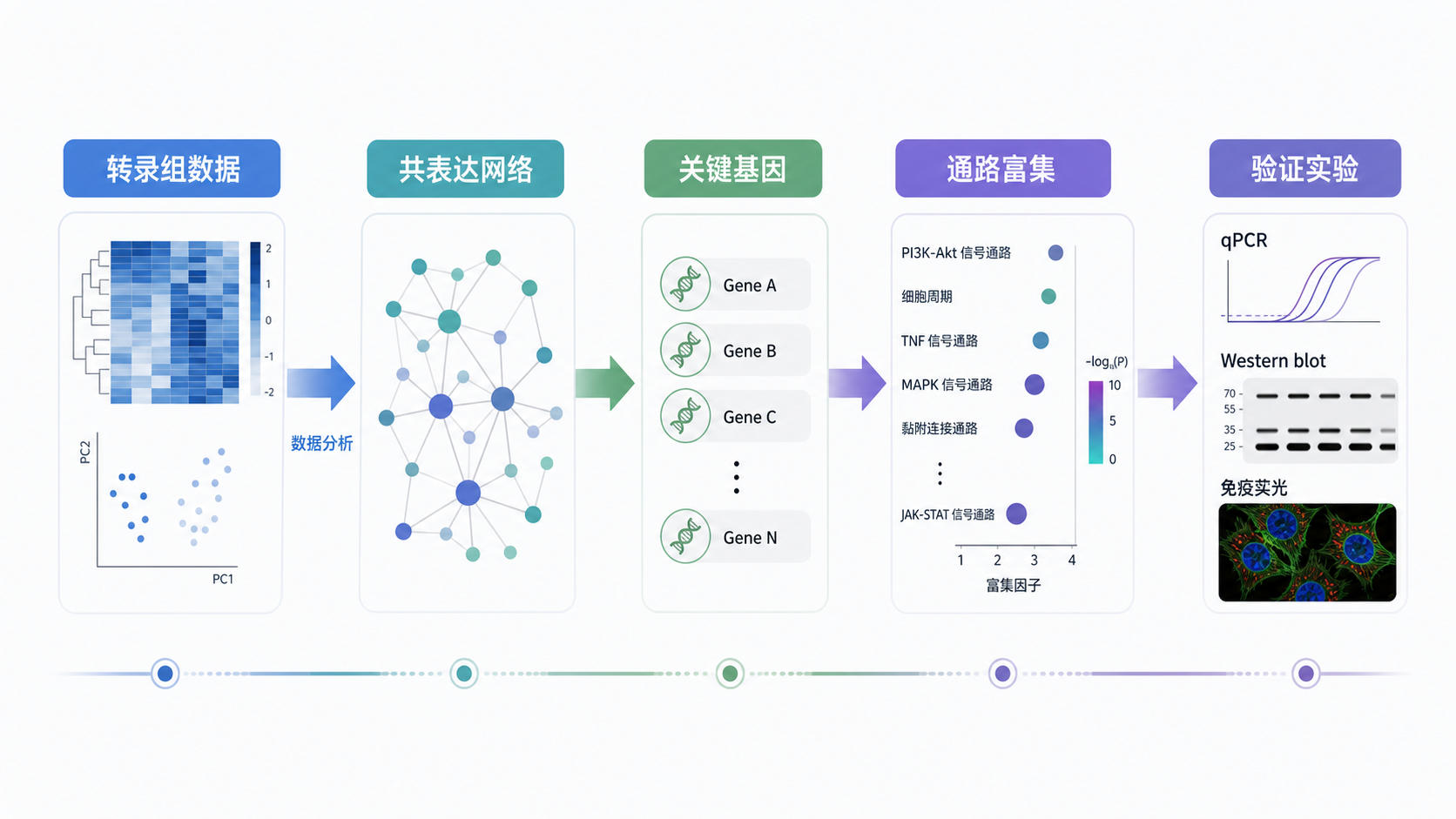 转录组数据流向共表达网络、关键基因、通路富集和验证实验的流程示意图,风格简洁专业。