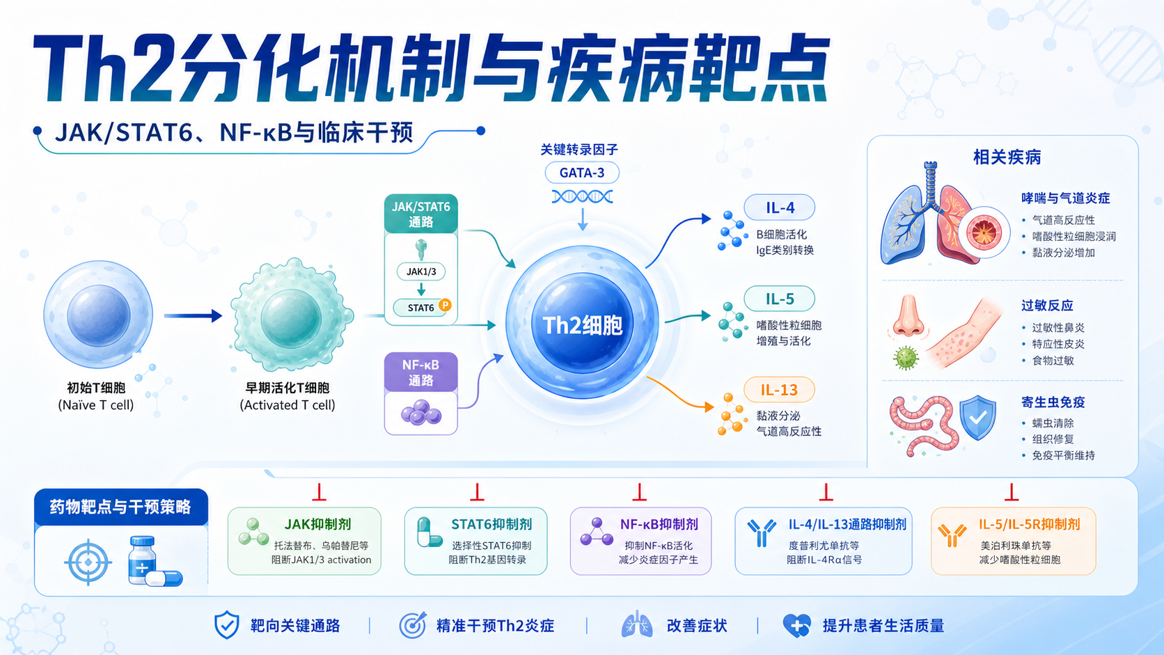 Th2分化关键信号转导与疾病靶点解析