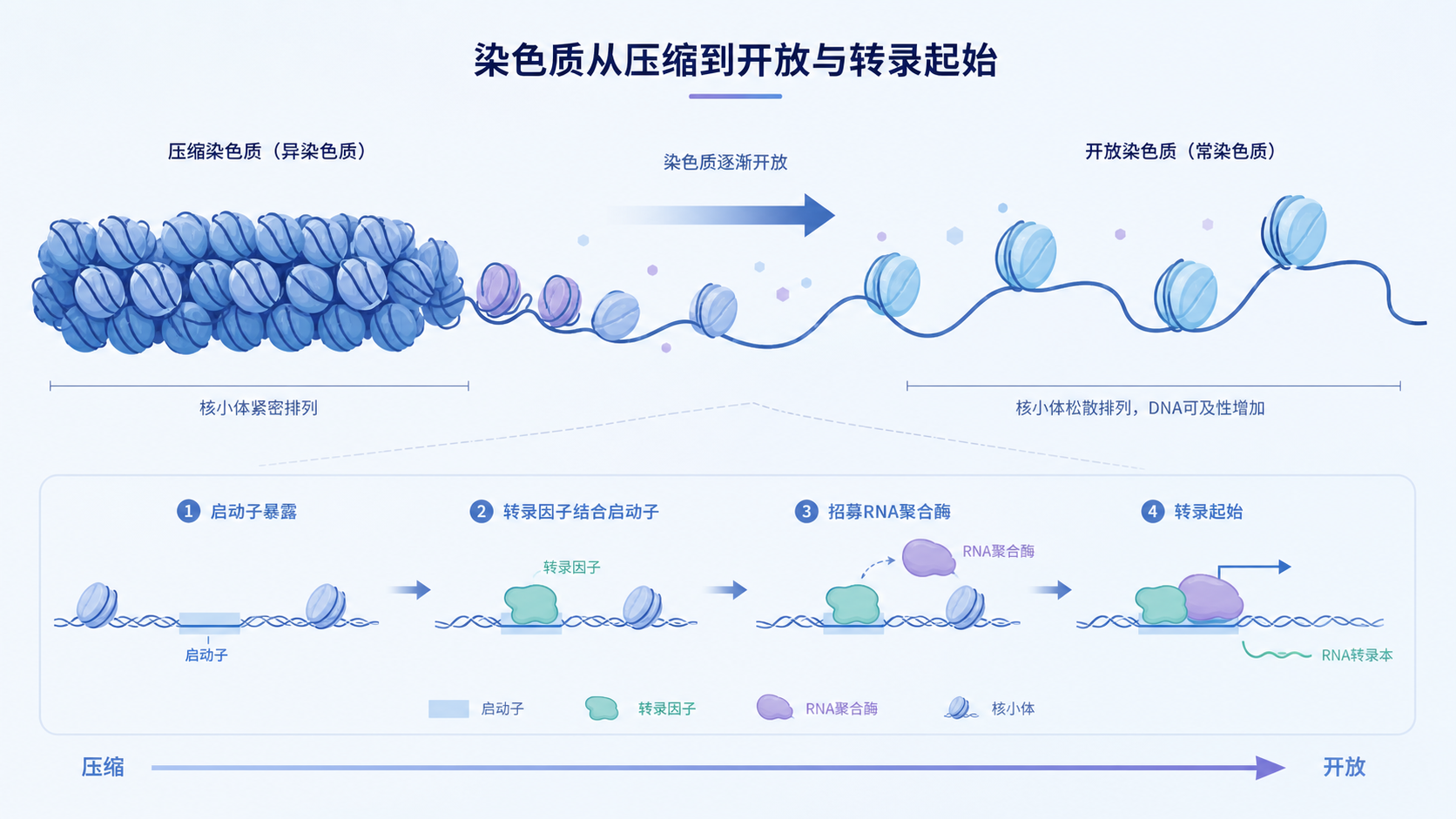 核小体从紧密压缩到开放松散的动态示意图,旁边标注启动子、转录因子和RNA聚合酶结合过程。