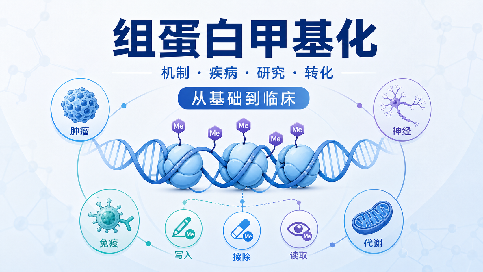 组蛋白甲基化：从表观遗传到临床转化