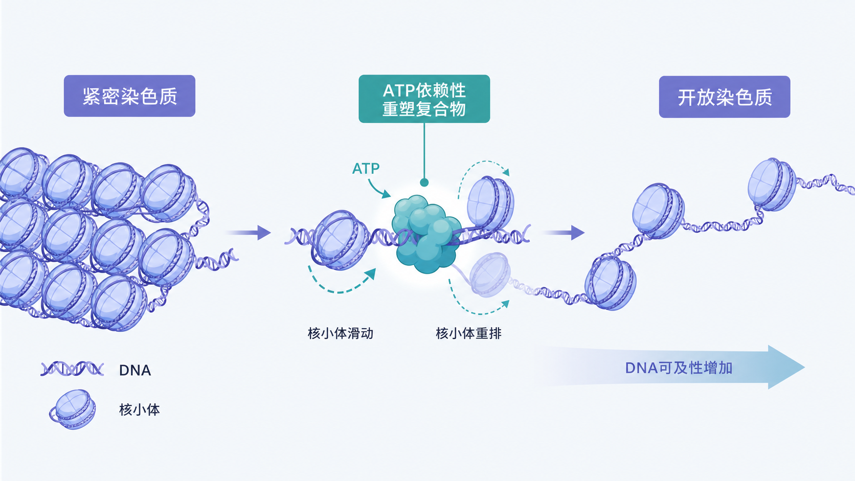 细胞核内DNA缠绕核小体，染色质由紧密到开放的动态变化示意图，突出ATP依赖性重塑复合物作用位置