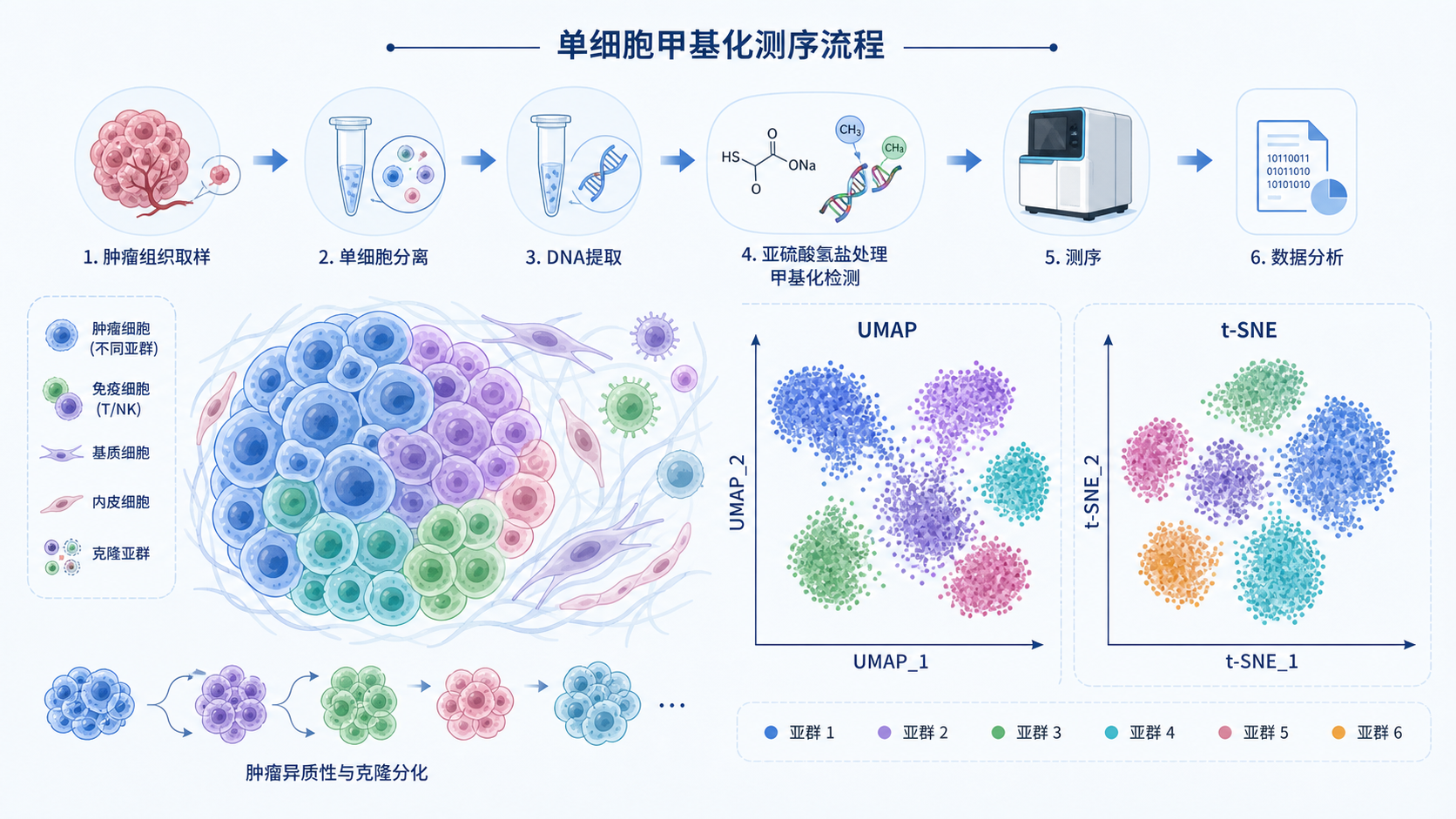 单细胞甲基化测序流程图，叠加UMAP/t-SNE降维散点图与肿瘤细胞异质性示意